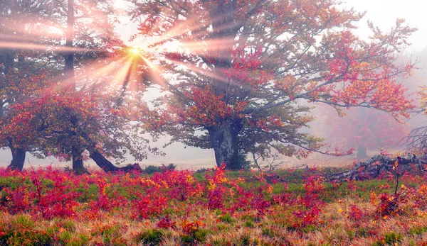 Paysage d'automne en forêt de montagne — Photo