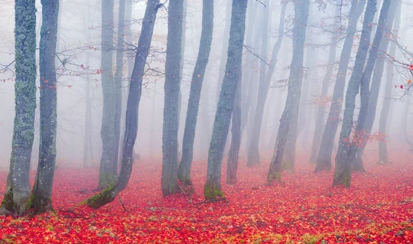 Осінь у лісі українських Карпат — стокове фото