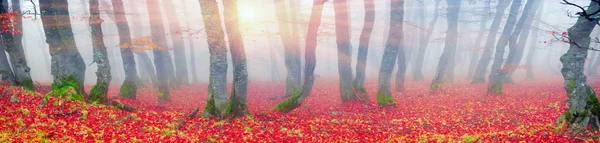 Jesień w lesie z ukraińskich Karpat — Zdjęcie stockowe