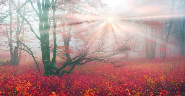 Herfst in het bos van Oekraïense Karpaten — Stockfoto