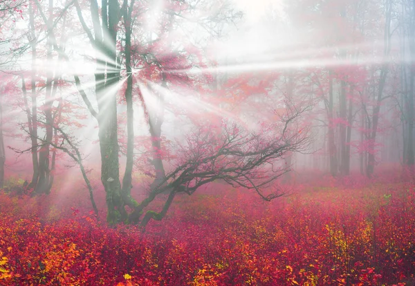 Automne dans la forêt des Carpates ukrainiennes — Photo