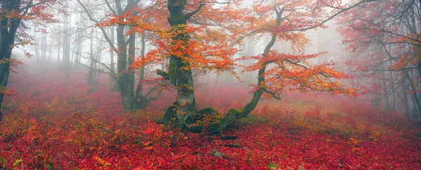Autumn in forest of Ukrainian Carpathians — Stock Photo, Image