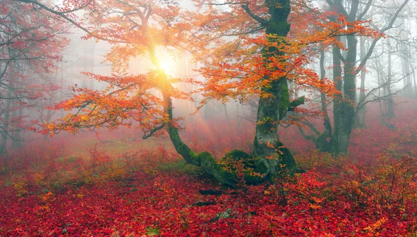 Herbst im Wald der ukrainischen Karpaten — Stockfoto