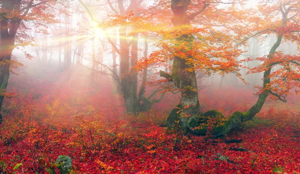 Autumn in forest of Ukrainian Carpathians — Stock Photo, Image