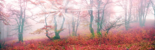 Podzim v lese ukrajinské Karpaty — Stock fotografie