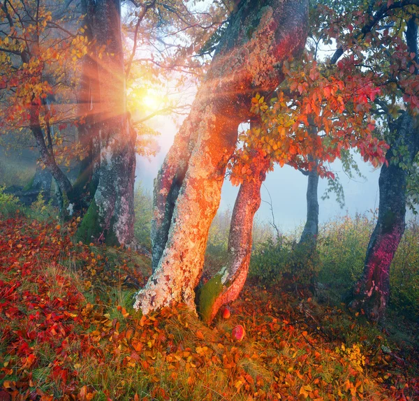 秋天在森林的乌克兰喀尔巴阡 — 图库照片