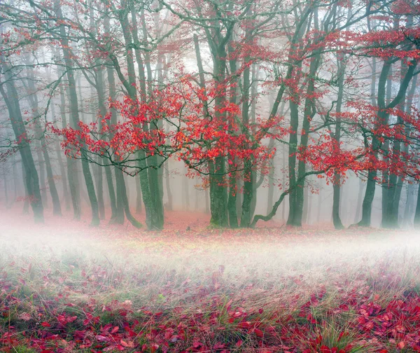 Automne dans la forêt des Carpates ukrainiennes — Photo