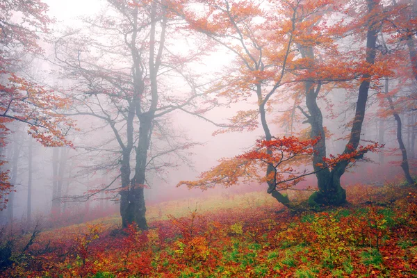 Herbst im Wald der ukrainischen Karpaten — Stockfoto