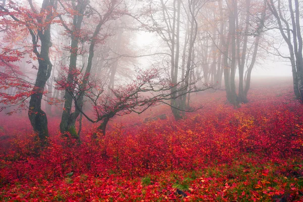 秋天在森林的乌克兰喀尔巴阡 — 图库照片