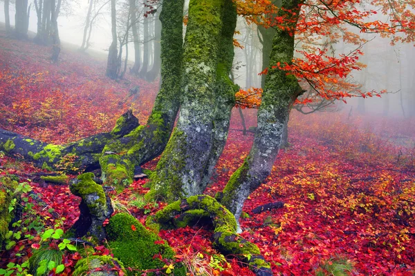 Automne dans la forêt des Carpates ukrainiennes — Photo