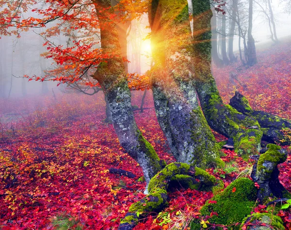 Herbst im Wald der ukrainischen Karpaten — Stockfoto