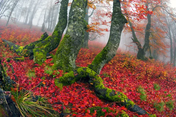 Jesień w lesie z ukraińskich Karpat — Zdjęcie stockowe