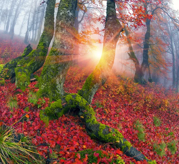 Φθινόπωρο στο δάσος του Ουκρανικά Καρπάθια — Φωτογραφία Αρχείου