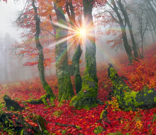 Herfst in het bos van Oekraïense Karpaten — Stockfoto