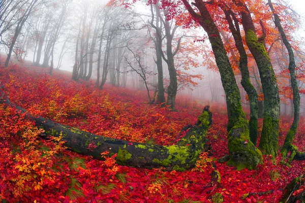Herfst in het bos van Oekraïense Karpaten — Stockfoto