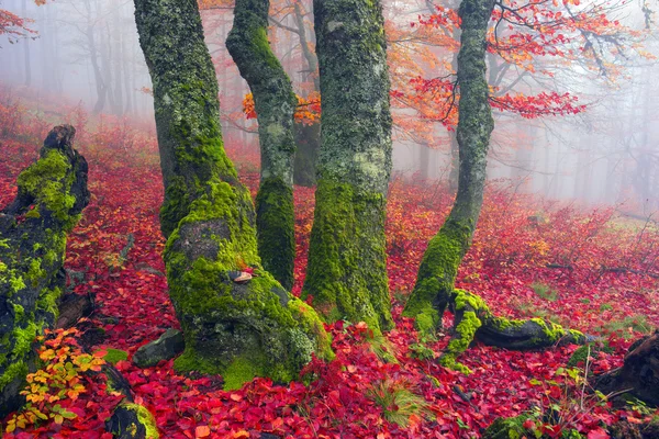 Herfst in het bos van Oekraïense Karpaten — Stockfoto