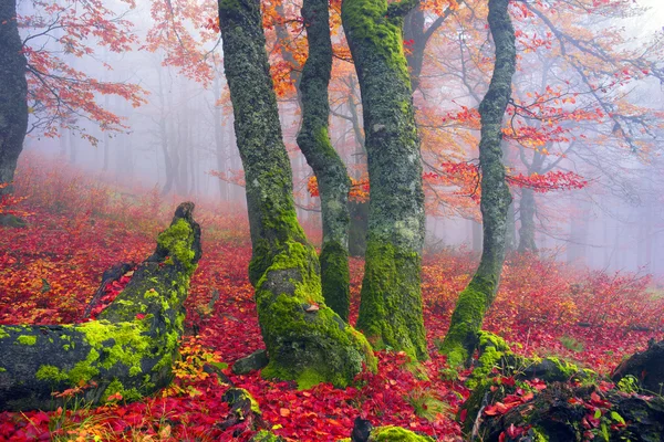 Herfst in het bos van Oekraïense Karpaten — Stockfoto