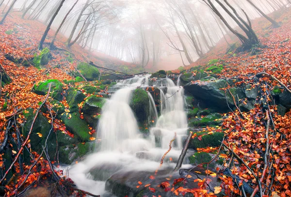 Forêt de hêtres et rivière de montagne — Photo