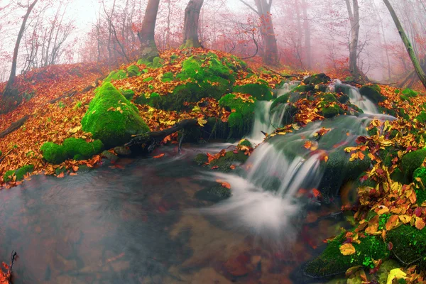 Kayın orman ve dağ nehir — Stok fotoğraf