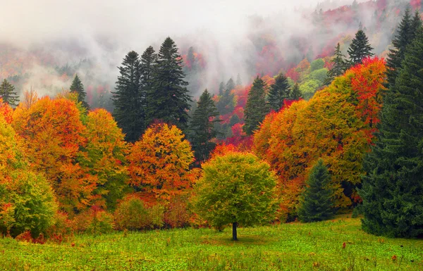 Herbstlandschaft in den Karpaten — Stockfoto