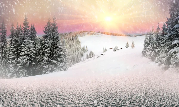 Karpaterna snöiga skogen — Stockfoto