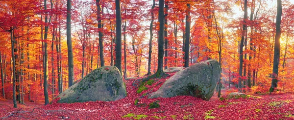 Beech forest and rocks — Stock Photo, Image