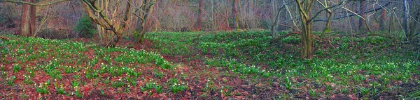 Schöne Frühlingsblumen Schneeglöckchen — Stockfoto