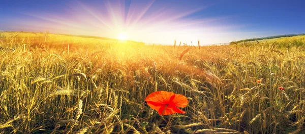 Пшеничное поле против голубого неба — стоковое фото