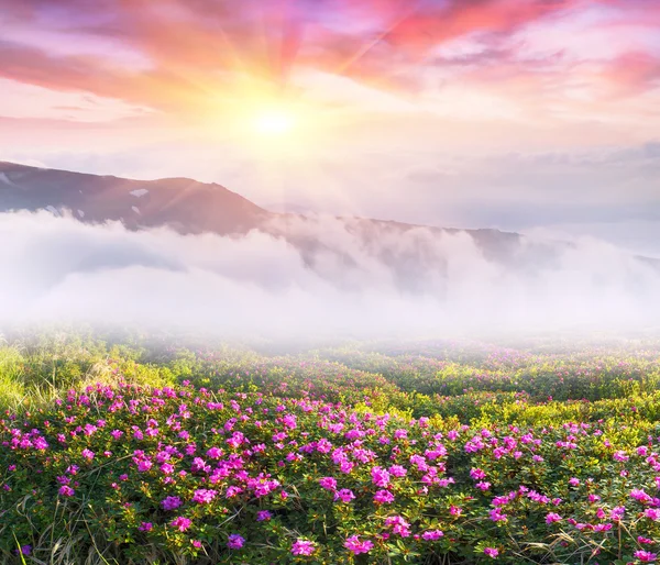 아름 다운 산 진달래 꽃 — 스톡 사진