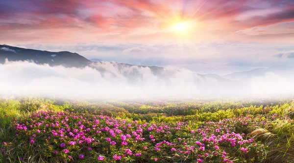 Rododendronów kwiaty piękne góry — Zdjęcie stockowe