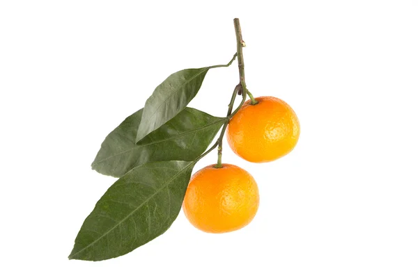Ramo con mandarini — Foto Stock