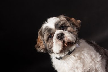 Shih tzu köpek portre fotoğraf Studio siyah arka plan üzerine