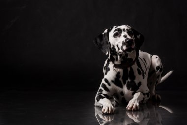 siyah arka planda bir fotoğraf stüdyosu yatan Dalmaçya köpeği