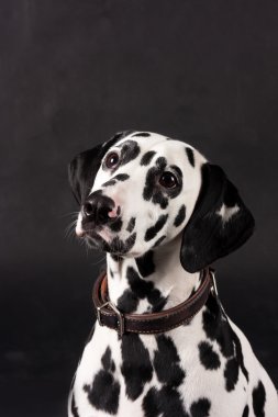 Dalmaçyalı köpek portre fotoğraf Studio siyah arka plan üzerine