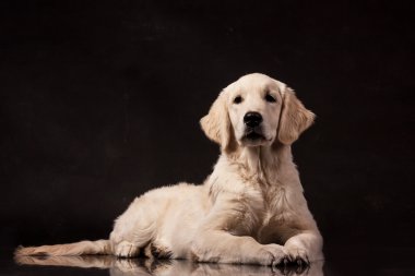 siyah arka planda bir fotoğraf stüdyosu yatan golden retriever yavru