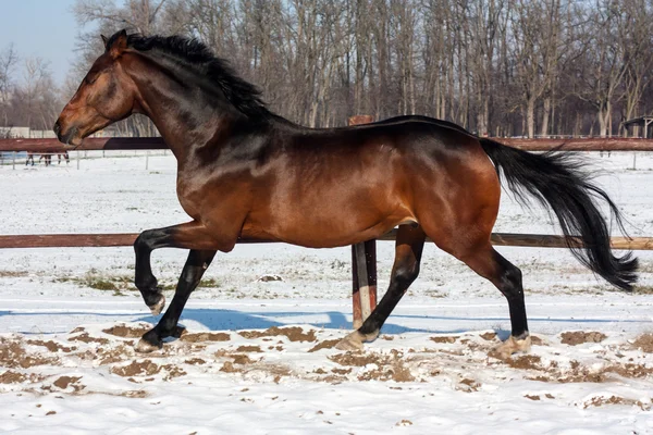 Bruin paard loopt in de natuur in de winter in de sneeuw — Stockfoto