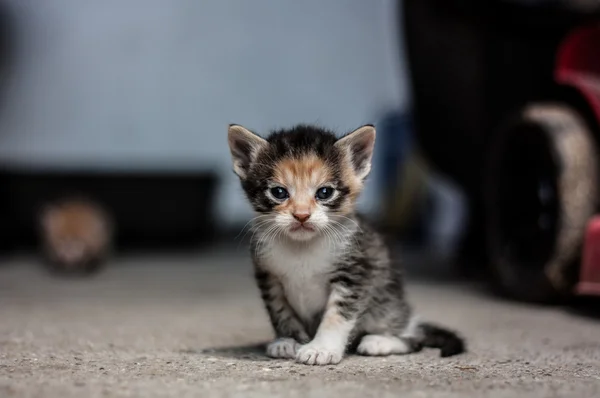 Pequeno tricolor bebê gatinho de pé e olhando para a câmera — Fotografia de Stock