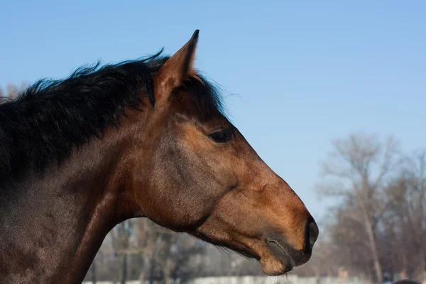 Retrato de um cavalo marrom na natureza no inverno — Fotografia de Stock