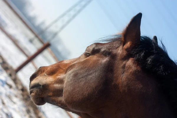 Retrato de um cavalo marrom na natureza no inverno — Fotografia de Stock