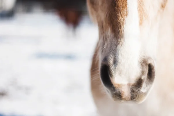 Nariz y boca de un caballo en la naturaleza en invierno —  Fotos de Stock