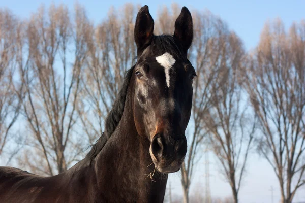 冬の自然の茶色の馬の肖像 — ストック写真