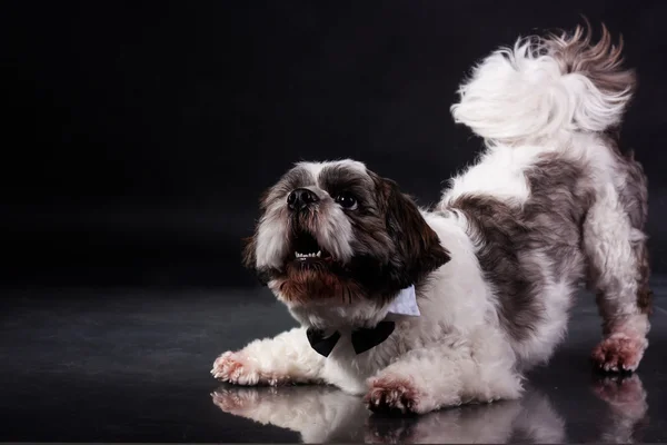 Ши Цзи собака грає і гавкає на чорному тлі в фотостудії — стокове фото
