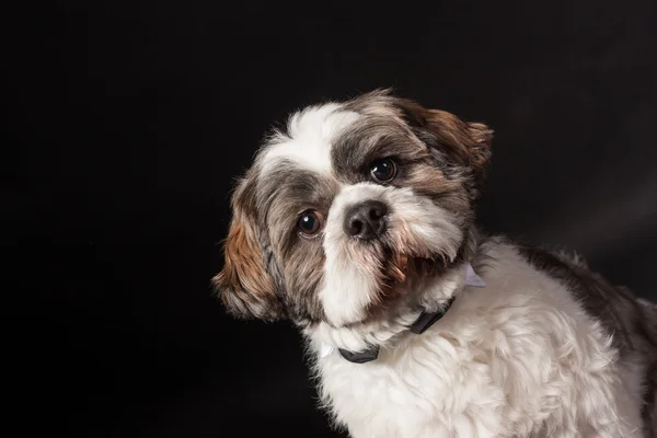 Shih tzu pies portret na czarnym tle w studiu fotograficznym — Zdjęcie stockowe