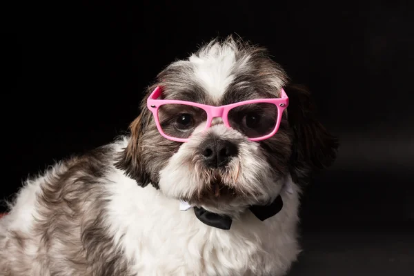 Смішний портрет собаки Ши Чзу в рожевих окулярах на чорному тлі в фотостудії — стокове фото