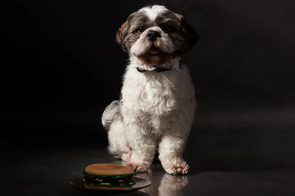 สุนัขชิสุ นั่งอยู่บนพื้นหลังสีดํา ในสตูดิโอถ่ายรูปพร้อมอาหาร — ภาพถ่ายสต็อก