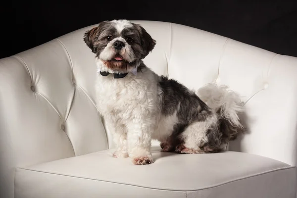 สุนัขชิสุ นั่งบนโซฟาสีขาว บนพื้นหลังสีดําในสตูดิโอถ่ายรูป — ภาพถ่ายสต็อก