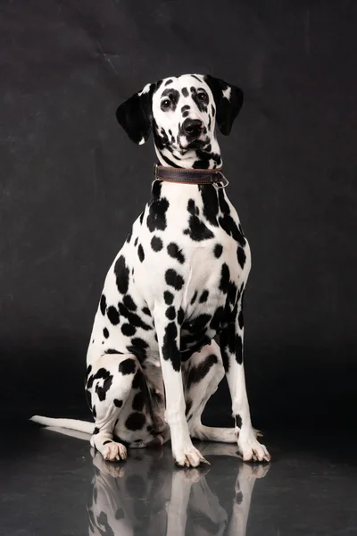 Dalmát kutya ülő-on fekete háttér egy fotó stúdióban — Stock Fotó