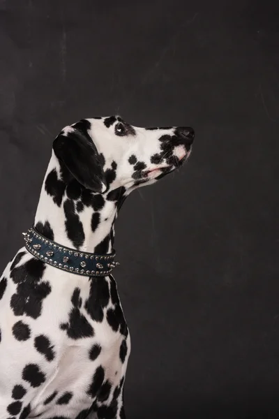 Далматинський портрет собаки на чорному тлі в фотостудії — стокове фото