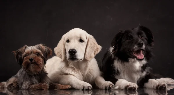 Border Collie และ Golden Retriever และสุนัข yorkie นอนอยู่บนพื้นหลังสีดําในสตูดิโอถ่ายภาพ — ภาพถ่ายสต็อก