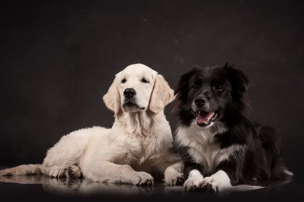 Határ skót juhászkutya és a golden retriever kutyák feküdt a fekete háttér egy fotó stúdióban — Stock Fotó